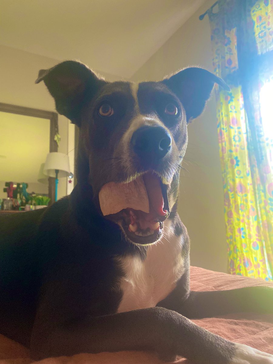 CeliaSGregory's tweet photo. I thought it was cute she was holding the bone like this till I realized it was stuck & had to pry her jaw open to assist with removal. 🙃 🆘 #rubywaves #sundayscaries https://t.co/3PyevSuC1Z