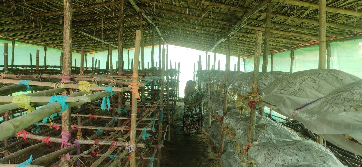RIPARAIGARH's tweet photo. With support of @JSPLFoundation production of mushroom in the district will be scaled up through RIPAs &amp; market linkage for oyster mushroom shall be ensured.
@IASassociation @GaonConnection @NITIAayog @MoRD_GoI @haribhoomicom @HarshNewsPortal https://t.co/P0vzxFBWDp