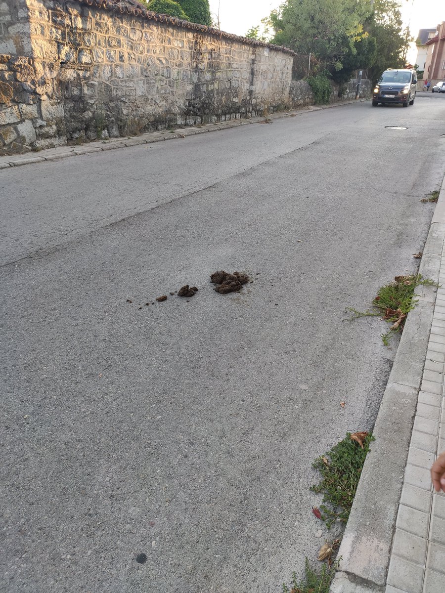 jorgemr23's tweet photo. @aytoBCM yo siempre recojo las cacas de mi perro, algún caballista olvidó recogerla en la calle Erillas de Cerceda. Menuda vergüenza... Esto no es sancionable? Porque de perros sí es sancionable, si no lo es, por favor, pasen a recogerla https://t.co/kuhn8Hc1PJ
