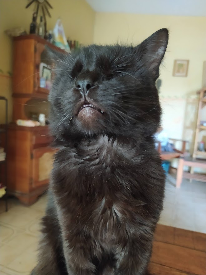 Jely1203's tweet photo. @MiPerroMiGato yo los recuerdo a todos, todos se llevaron un pedacito de mi corazón, pero hay unos que se incrustan en tu alma y que vienen a ser tus maestros de vida y eso fue mi #RayOjitos se me fue muy pronto apenas 5 años pero será por siempre "mi caracolito, el bebesito de mami"💔 https://t.co/E9HArxbIc9