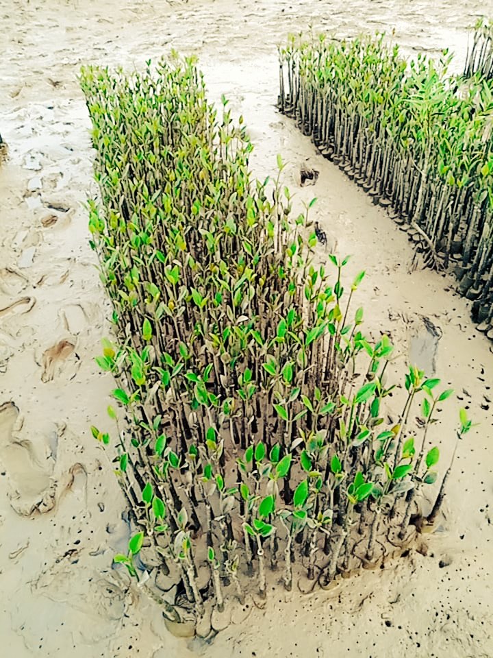 ShehzadSadiq6's tweet photo. Sowing of Avicennia and Aegicerus seeds in  a Mangrove Nursery, Bhambhor...... Now we shall be able to see all four species of mangroves found in Indus Delta at one place. https://t.co/AYEoGFYSrA