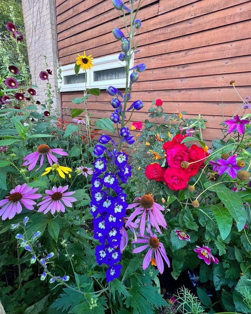 davidjohnjones's tweet photo. Some of or flowers. #flowerpowers #cottagegarden #flowers #plants #gardenings #gardens #sundayphotography https://t.co/88LECknqJY