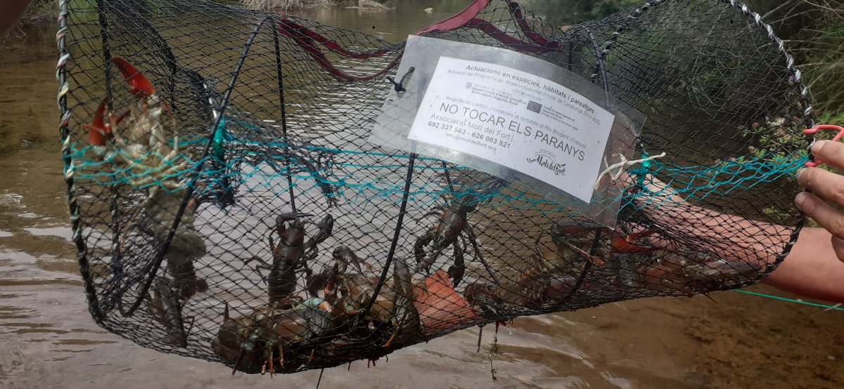 ⚠️ Ens sap greu comunciar que hem descobert la presència del cranc senyal (Pacifastacus leniusculus) al riu brugent 🏞.

ℹ️ Aquest cranc és una espècie exòtica invasora (EEI) portadora de l'afanomicosi, enfermetat letal pel cranc de riu autòcton 🦀(Austropotamobius pallipes).