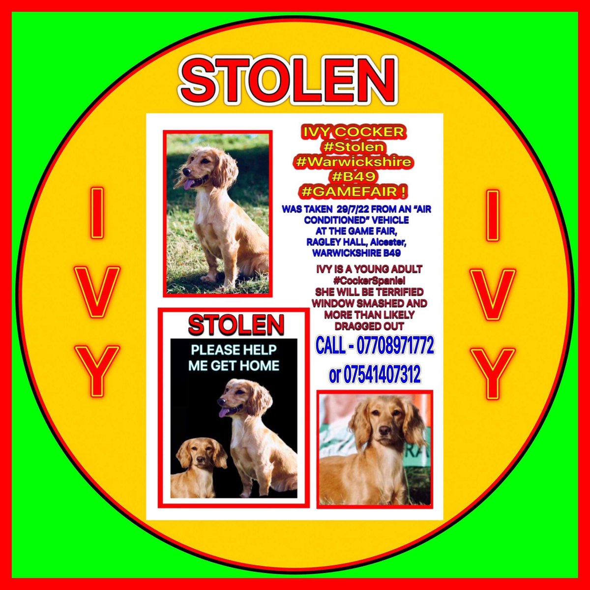 This poor girl #Stolen from a #Gamefair how dare anyone drag this poor girl from the vehicle after smashing the window 😡 Someone somewhere must have seen something please #Speakout don’t let this poor dog suffer please #RT #Twitterstorm on now please spread the word #StolenIvy