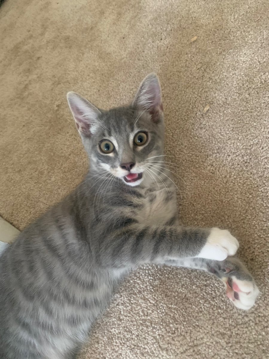 tempfelix tweet media