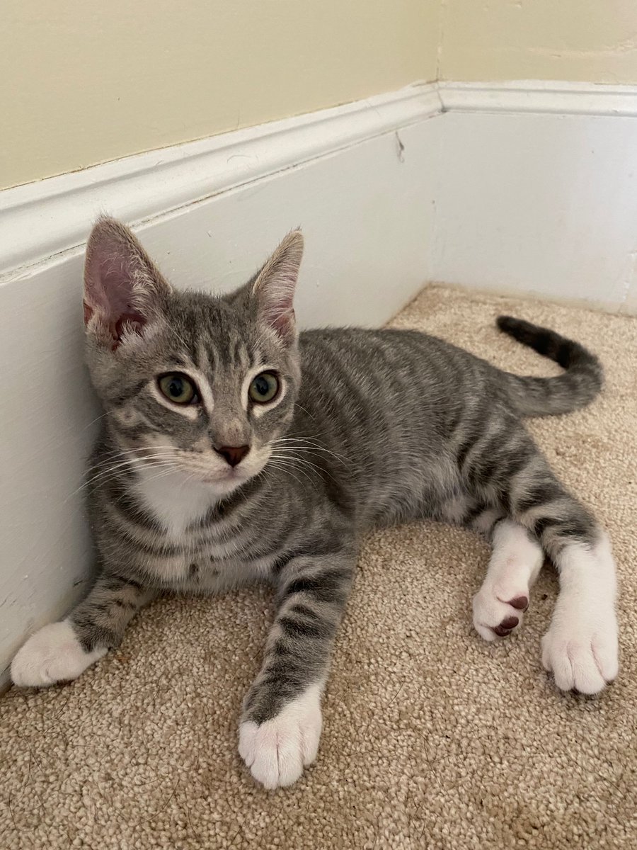 tempfelix tweet media