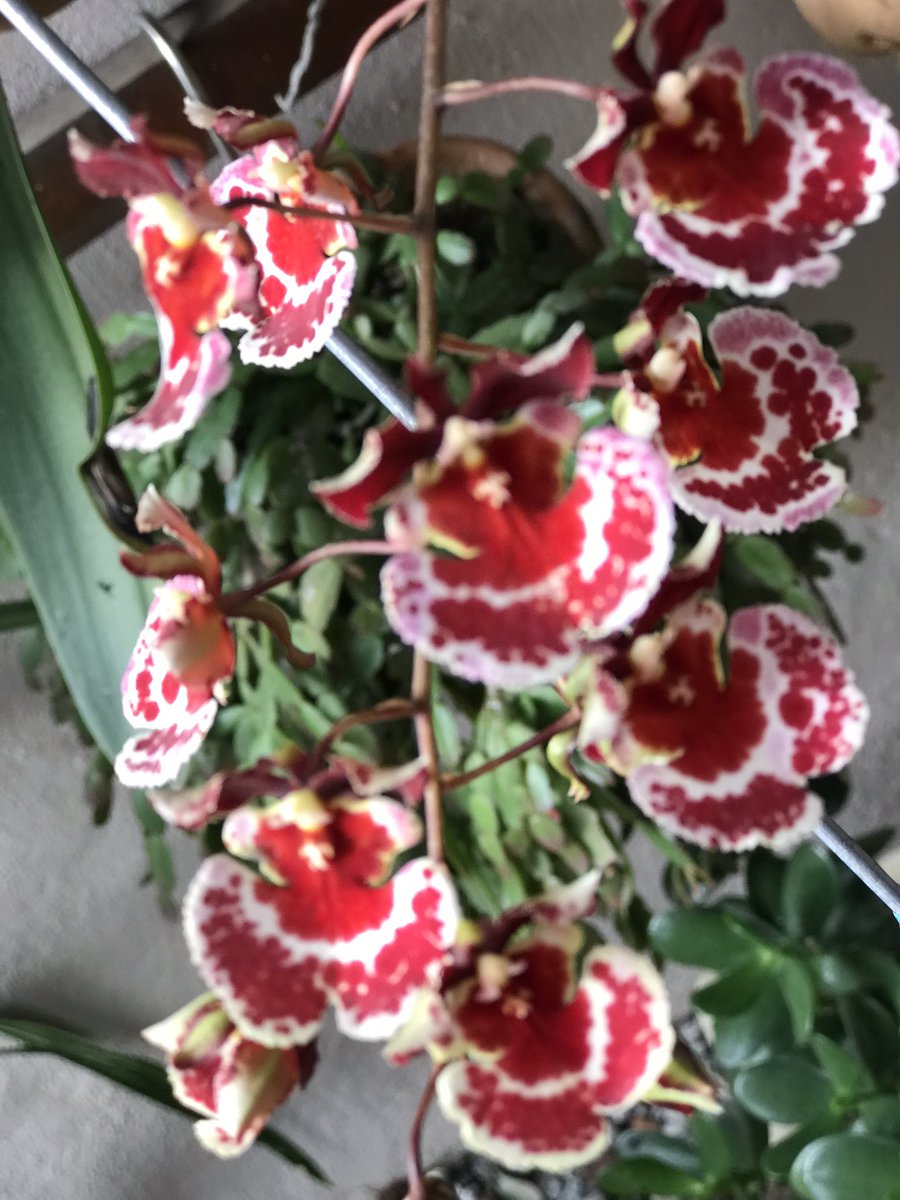 florarupestre's tweet photo. Primeira floração moça! Oncidium equitante #orchid https://t.co/ysZDG06OmH