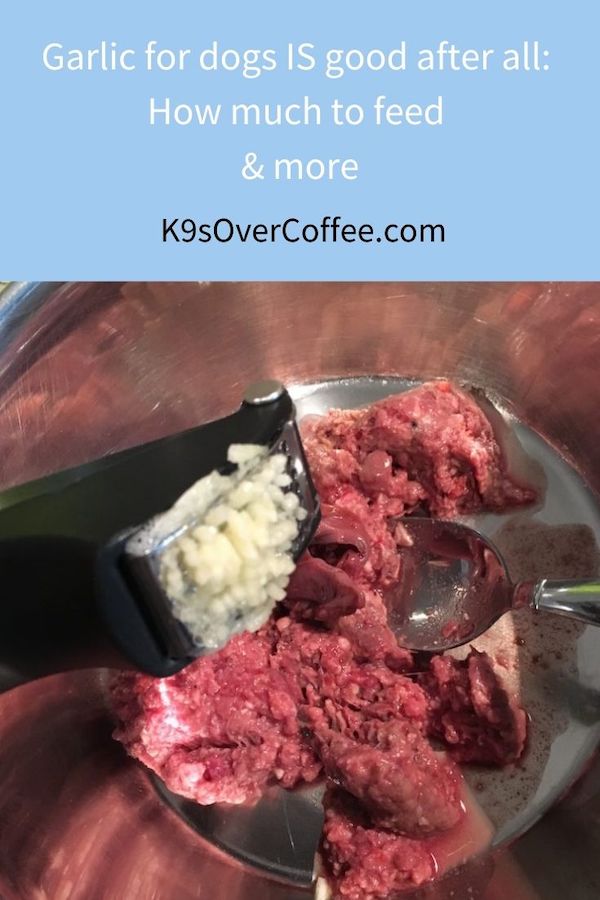 K9s Over Coffee tweet media