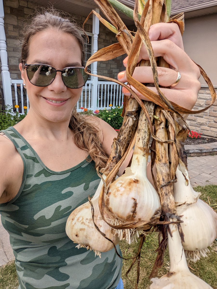 Krista_L_White's tweet photo. Garlic Harvest! So easy to grow but not as easy (for me at least) to harvest. Every year without fail I pierce a bulb with my spade.
#VegetableGardening #canadian #nodiggarden #GardeningTwitter #whenimnotwriting #garlic #longweekend https://t.co/ivbHoScEtG