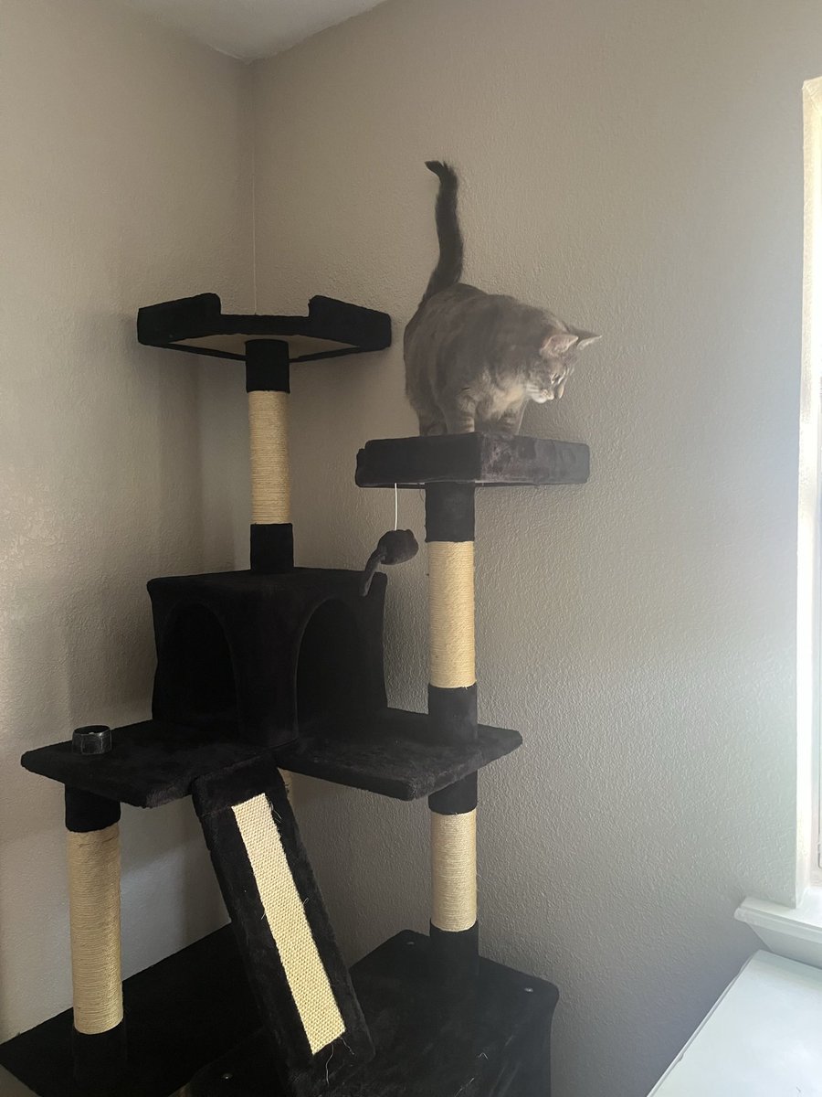 mmorgansanderss's tweet photo. @memesiwish this is Daiquiri! Daiquiri Binx!!!! https://t.co/Vidoj9TZRX