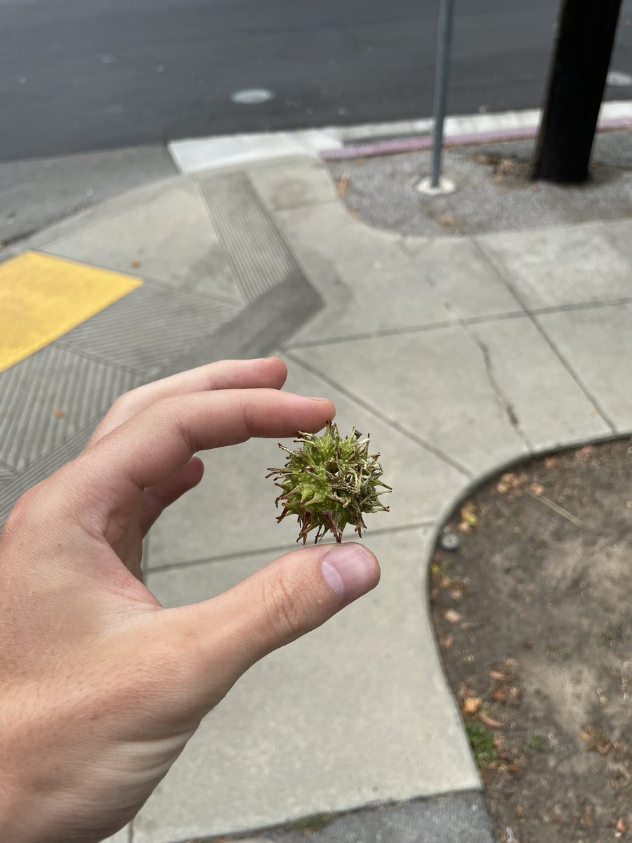 Latest COVID strain is massive