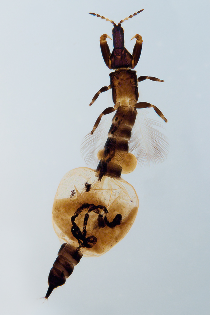 Thrips_iD's tweet photo. Physogastrism is known from queens of certain eusocial insects such as termites. Their abdomen is greatly enlarged and membranous. Did  you know that this exists also in some thrips? 
This is a female of Kladothrips augonsaxxos from Australia. It's producing galls on Acacia trees https://t.co/t11oQHFuEE