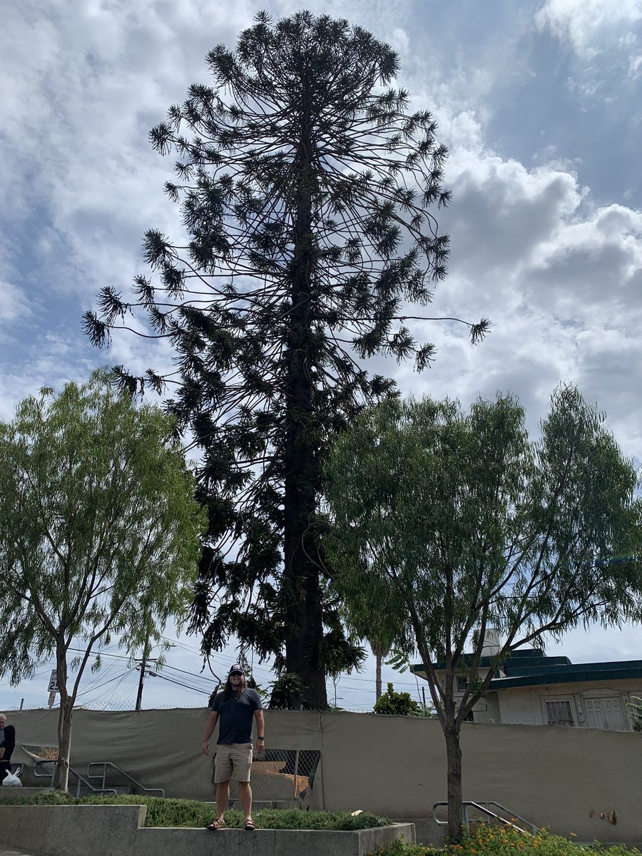 I have never seen Blood In, Blood Out. However, I have heard people talk about the movie, including <a href="/SheaSerrano/">Shea Serrano</a>, to know El Pino has a special significance beyond the movie. Had to stop by to check it out.