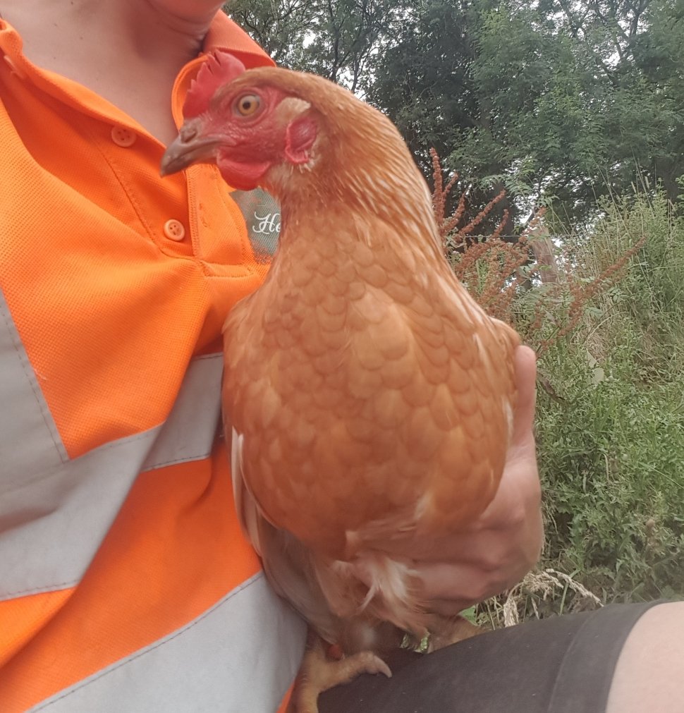 wictonfarm's tweet photo. Evening chat with Gertrude.....The #milkbot sells lots of fresh eggs from the hens on our farm. The yokes are stunning and the eggs taste delicious. Perfect for poached eggs on toast :) https://t.co/3c5PS9upM7