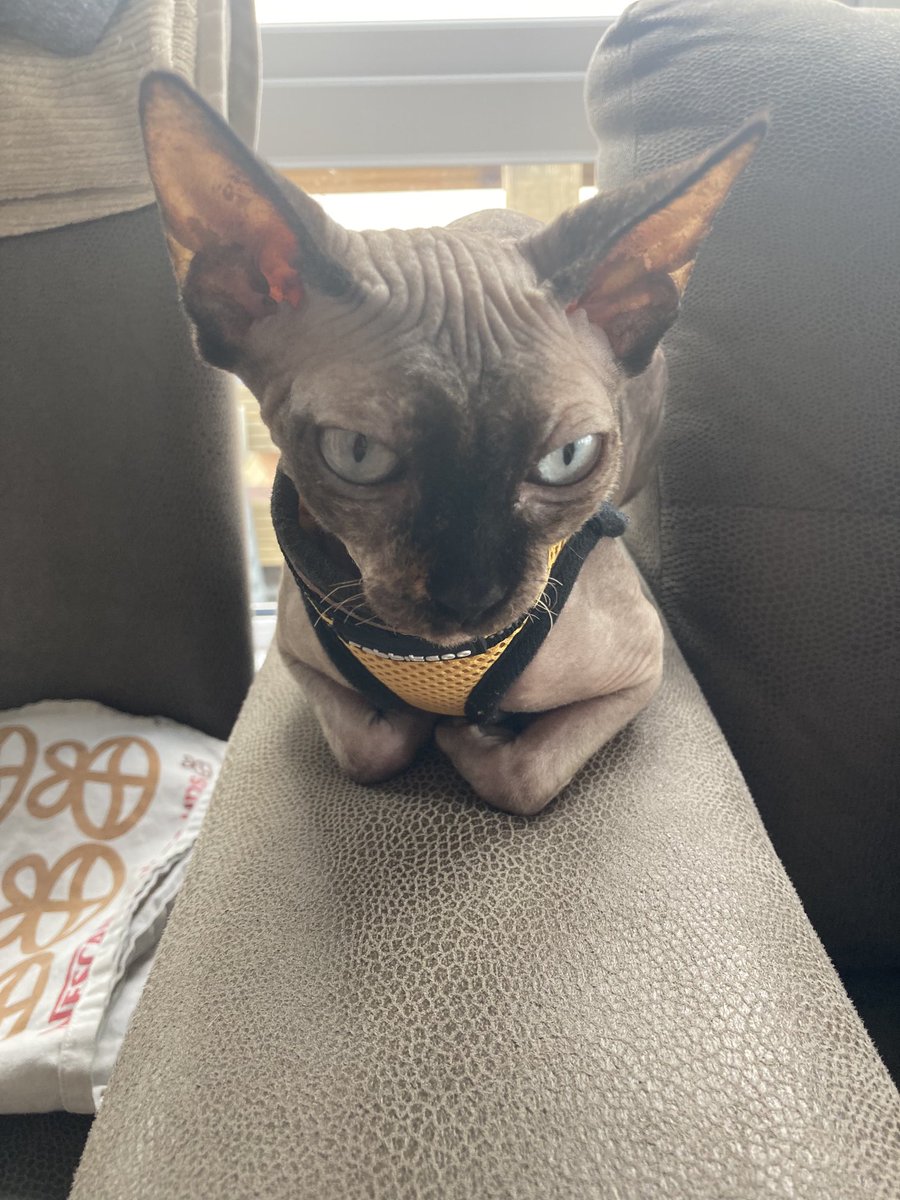 nakednel's tweet photo. I am so happy!  England Women have won the European Championship.  I watched all of it and loved it. Well done ladies! #lionesses #WEURO2022 #itscominghome #CatsofTwitter #Sphynx https://t.co/ATZzvVpkdW