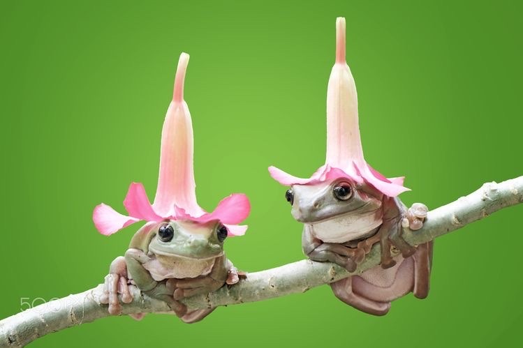 FROGS! WITH! FLOWER! HATS!