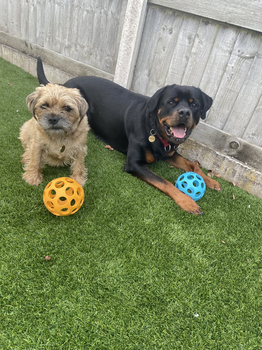 MrsSallyG's tweet photo. Congratulations #Lionesses  we have great ball tekkers too thanks to @AldiUK and our new balls ⚽️ 🏀 #aldi #aldipets #dogs #dogsoftwitter #dogswithballs #WEURO2022 https://t.co/TORJwInhqb