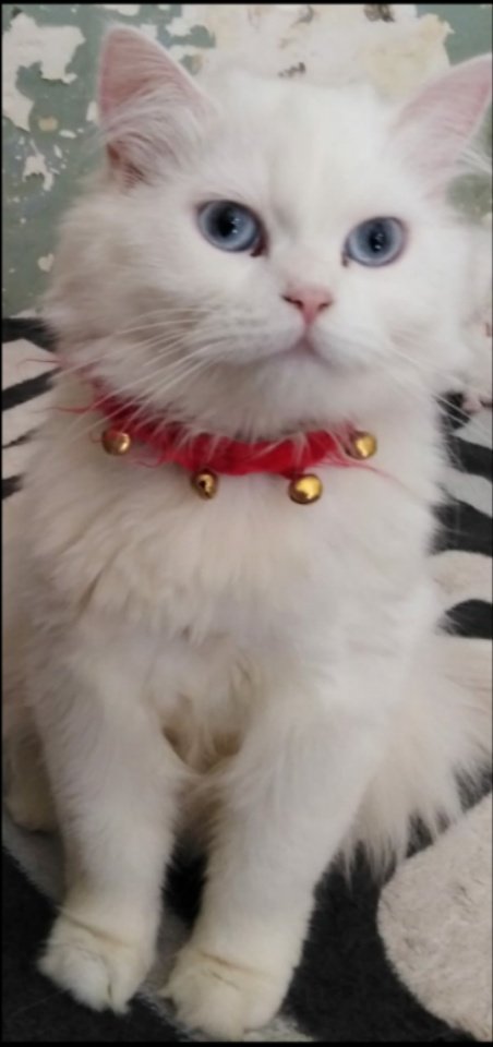 AMBeautifulNat1's tweet image. My Cat is Beautiful.