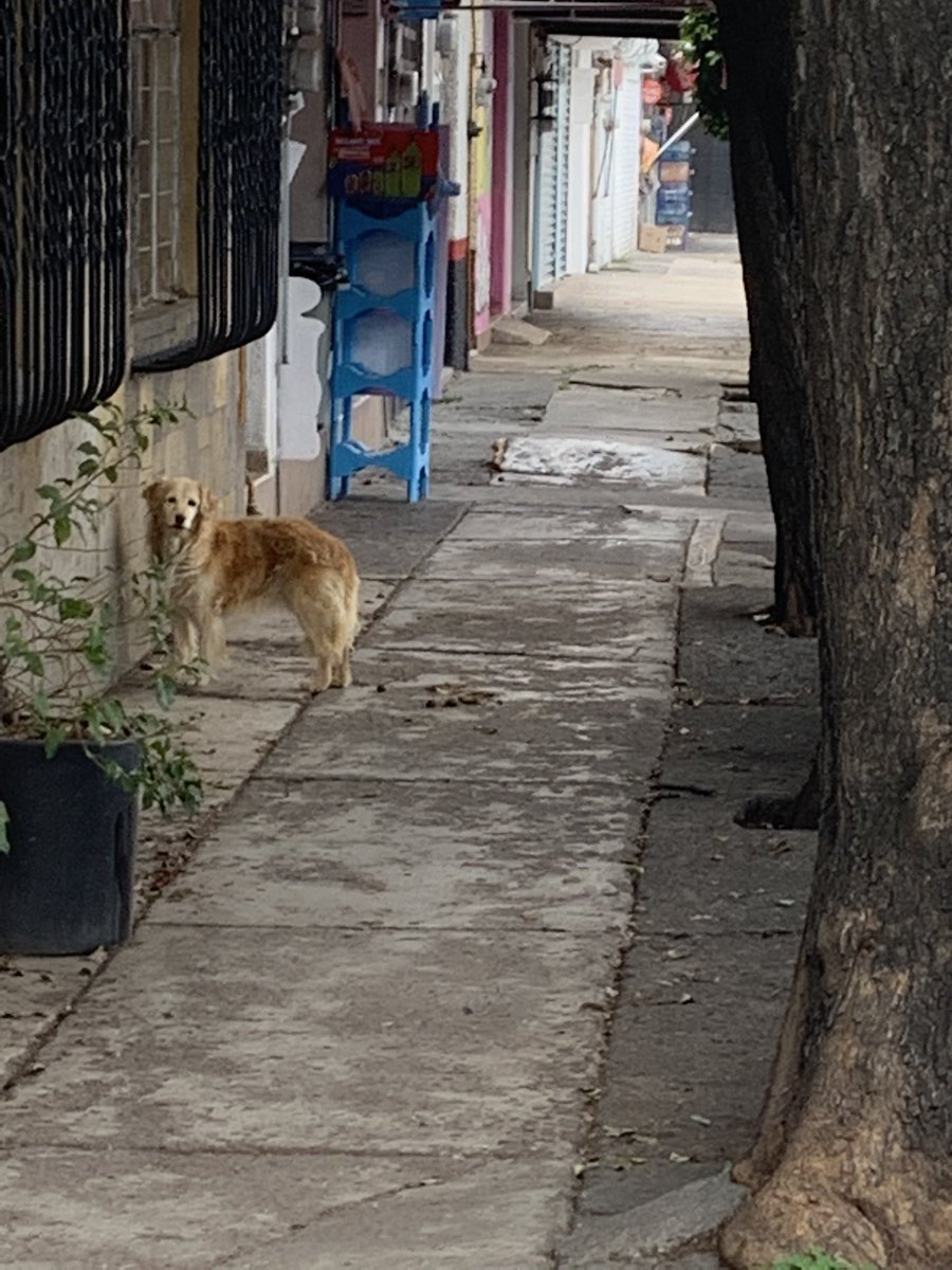 caballeroal's tweet photo. Amigos rescatistas, alguien podrá resguardar a est@ perrit@ en Coyoacán? Se ve asustada, no sé si es está perdida. No tiene collar. Árbol de fuego casi esq con a División del norte. Aprox.  en el número 35. @diana_dfc @Perrosenlacalle @perrososmx @AnimalesPerdid2 https://t.co/5wGw53VyKg