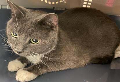 *SHELTER PLEA* HELP SWEET CAT CHARLIE FIND A RELAXING HOME.Charlie is a 5 year old (approx.) male DSH cat who was surrendered to the MACC.
facebook.com/NYCDEATHROWCAT…