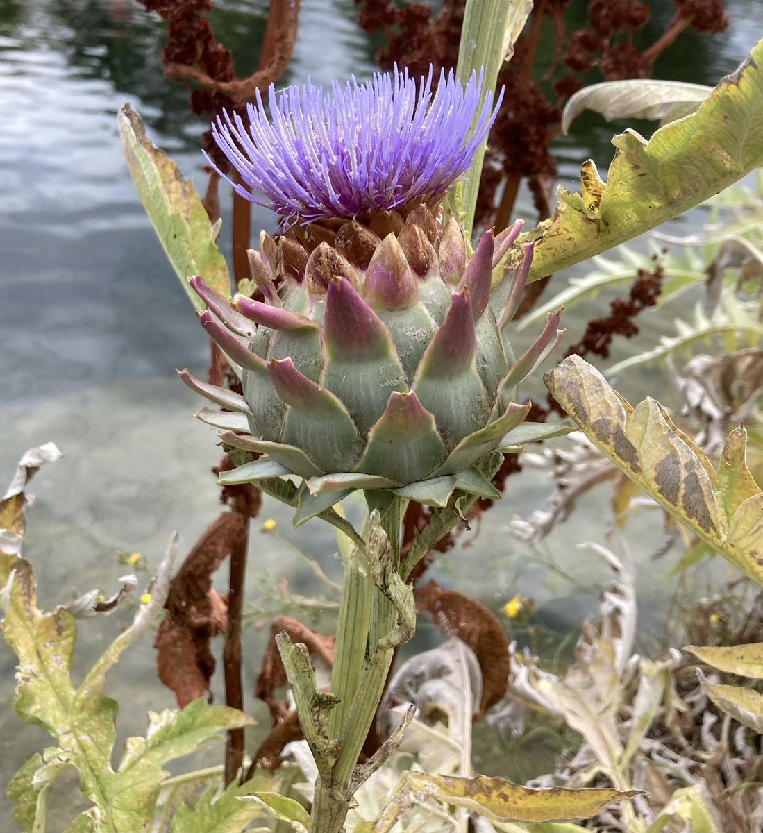 john_edale's tweet photo. Globe artichokes growing along the bank of the river Lee in Tottenham #wildflowerhour https://t.co/8BPAMQ60Jf
