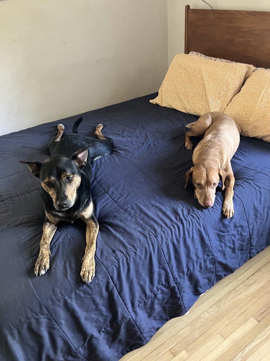 Just_Dov's tweet photo. I want to get some Cuban link chains for my dogs but I worry only one of the can actually pull the look off https://t.co/IMj5K8z5JI