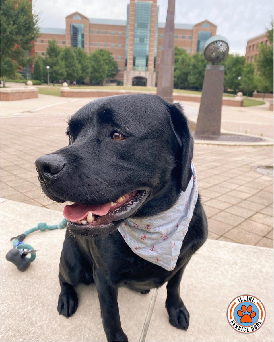 Illinidogs's tweet photo. Penny’s back and she’s exploring the engineering campus again! Although she graduated, the UIUC campus will always be home 💙🤍🧡 https://t.co/1YnEbTuAau