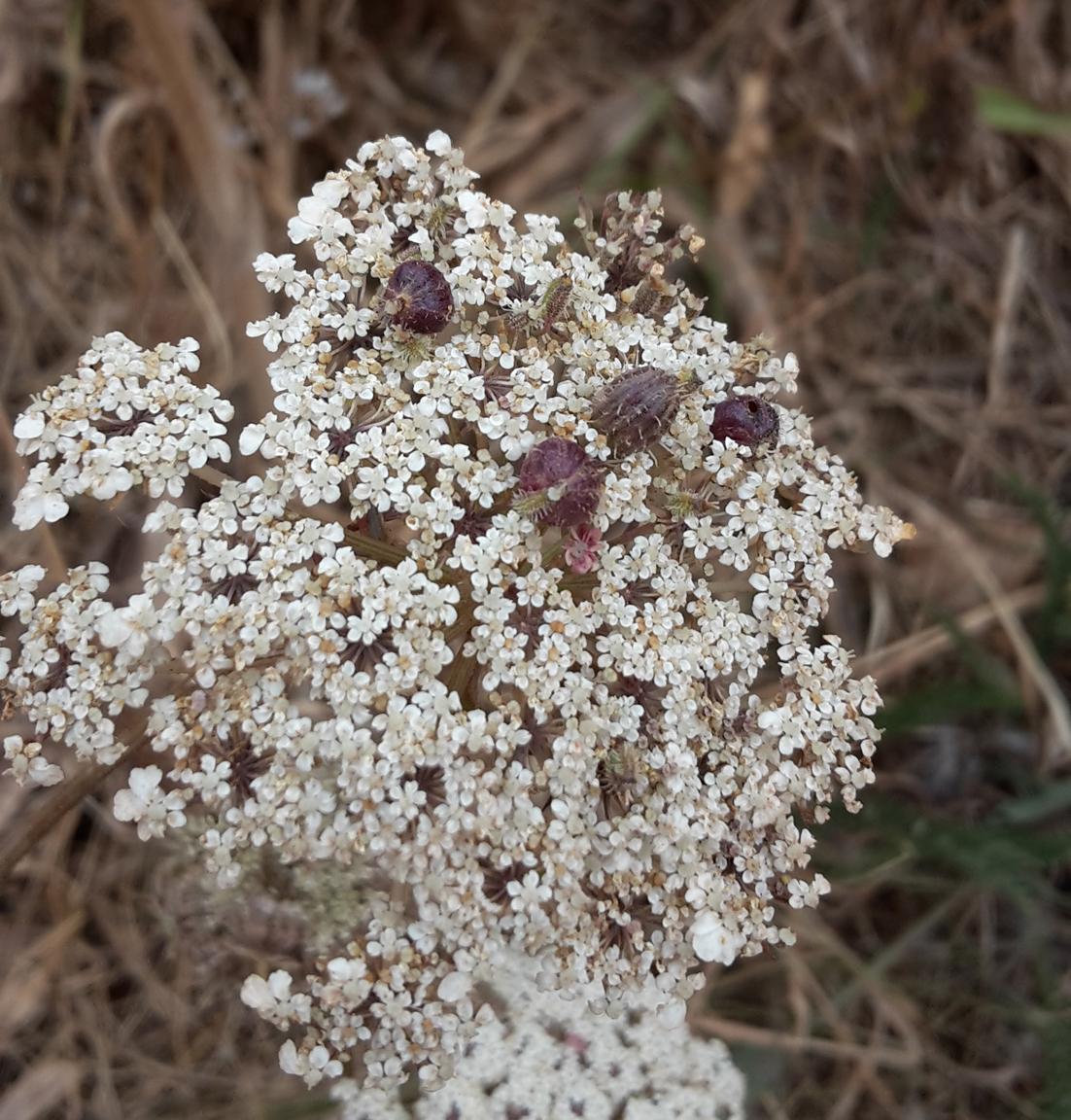 Dawlish Warren tweet media