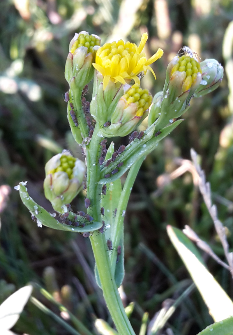 Dawlish Warren tweet media