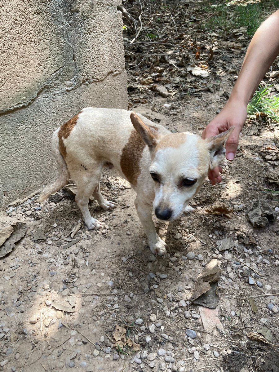 ⚠️¿La reconoces?⚠️
Hembra de tamaño pequeño sin chip encontrada por la zona de La Barraca d'Aigües Vives. 
Si no aparece su familia pasará a estar en adopción una vez pase el plazo legal establecido.
