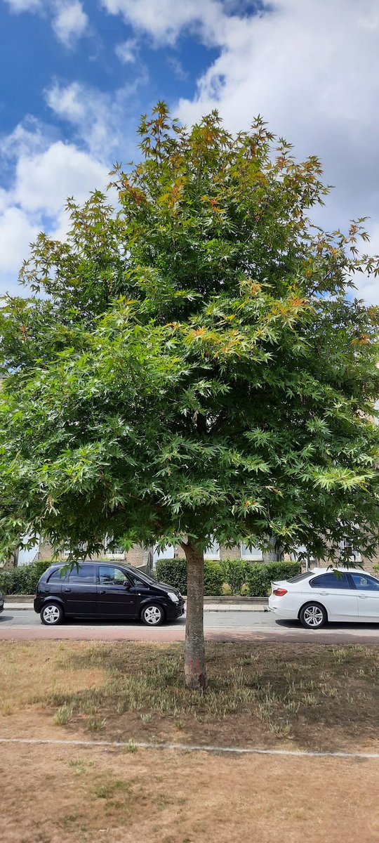 onthevergecambs's tweet photo. Tree of the week 26 Oriental Plane on Parker's Piece @camcitco @CamCanopyProj even a moderately-sized tree like this brings nearly 250 m2 of leaf area and 15m3 evaporation to cool us in our increasingly hot summers
 https://t.co/MpiLqWhNpO https://t.co/sBY3aXwuBN