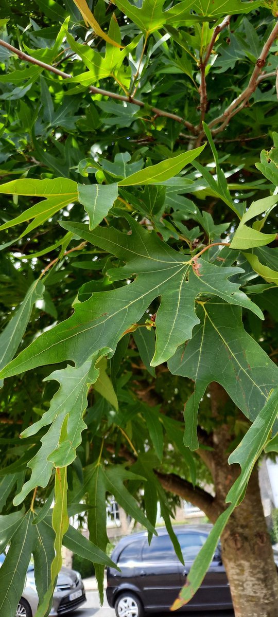 On The Verge Cambridge (@onthevergecambs) on Twitter photo Tree of the week 26 Oriental Plane on Parker's Piece <a href="/camcitco/">Cambridge City Council</a> <a href="/CamCanopyProj/">Cambridge Canopy Project</a> even a moderately-sized tree like this brings nearly 250 m2 of leaf area and 15m3 evaporation to cool us in our increasingly hot summers
facebook.com/10618666830661… Tree of the week 26 Oriental Plane on Parker's Piece <a href="/camcitco/">Cambridge City Council</a> <a href="/CamCanopyProj/">Cambridge Canopy Project</a> even a moderately-sized tree like this brings nearly 250 m2 of leaf area and 15m3 evaporation to cool us in our increasingly hot summers
facebook.com/10618666830661…