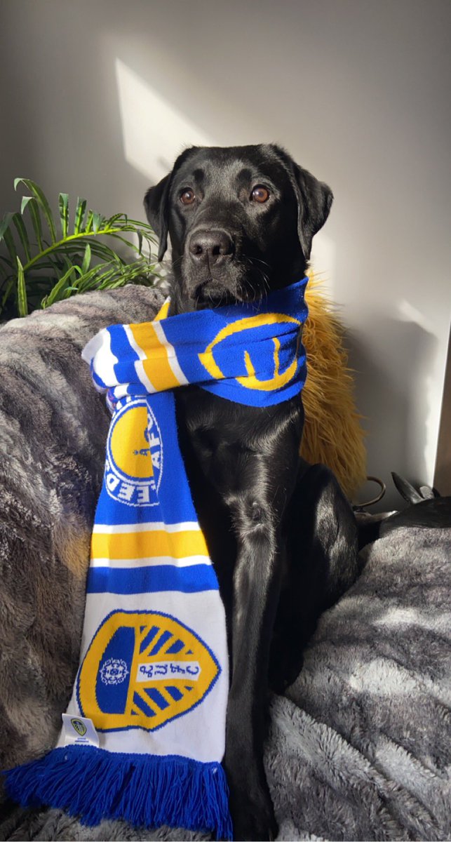 avey_sien's tweet image. leeds leeds leeds 💙💛 @LUFC #LeedsUnited