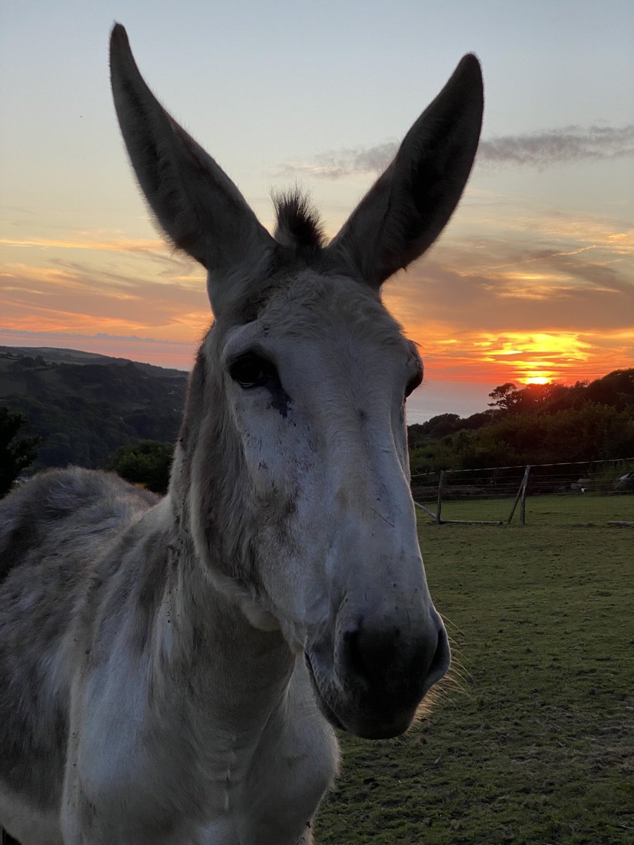 dinky_donks's tweet photo. Goodnight from Benji &amp; what a beautiful end to the day!✨ https://t.co/w0h7ReRT0K