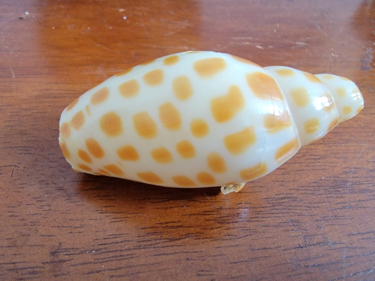 Kevin_Pondering's tweet photo. It's not perfect, but super rare. #junonia. https://t.co/cDEc8wDUG0 https://t.co/3hxOoznf3F
