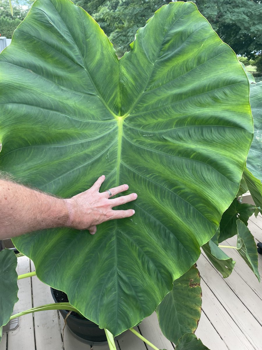 Wxandgardenguy's tweet image. This might be the largest leaf on planet Earth! 🤣 #ElephantEar
