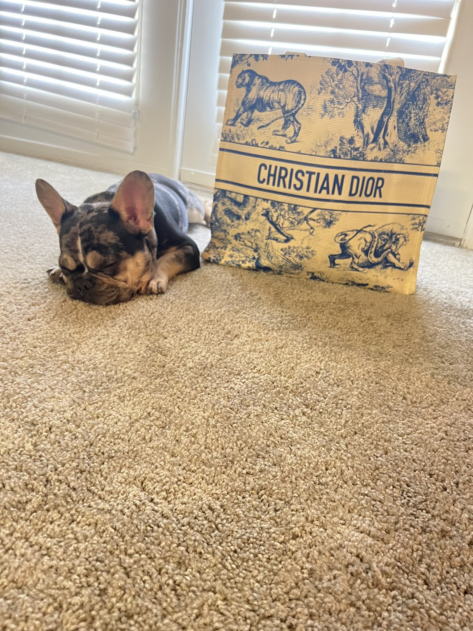 wan-a-erry-on-twitter-yup-that-s-his-dog-bag-https