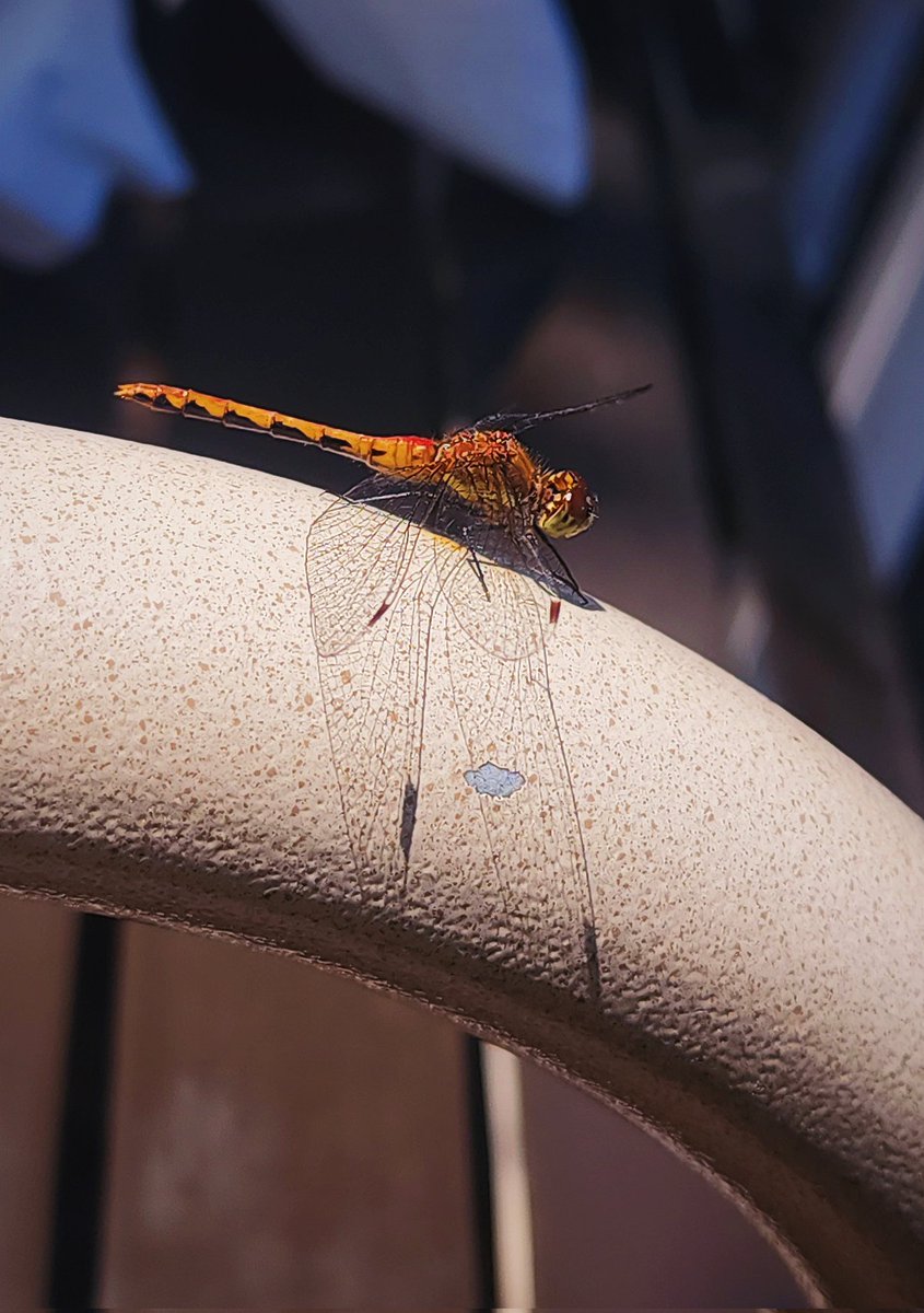 96jazzybear69's tweet photo. Photo: The Dragonfly 
#myfavorite #Dragonfly #photography #nature #wow #beautiful https://t.co/dV1JBBbPQD