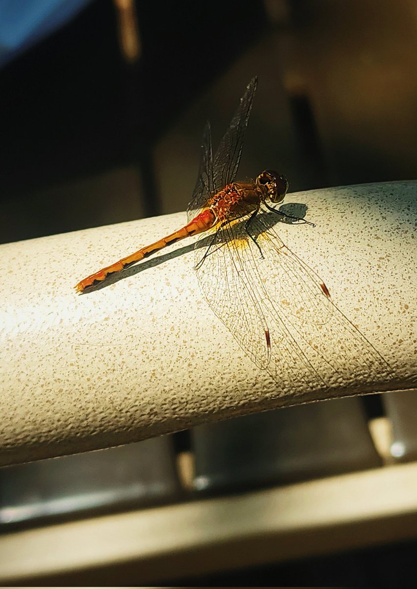 96jazzybear69's tweet photo. Photo: The Dragonfly 
#myfavorite #Dragonfly #photography #nature #wow #beautiful https://t.co/dV1JBBbPQD