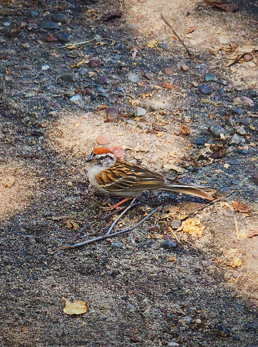 96jazzybear69's tweet photo. Photo: Little Birdie 
#cute #birds #NaturePhotography #nature #photography https://t.co/8xBnrQoz50