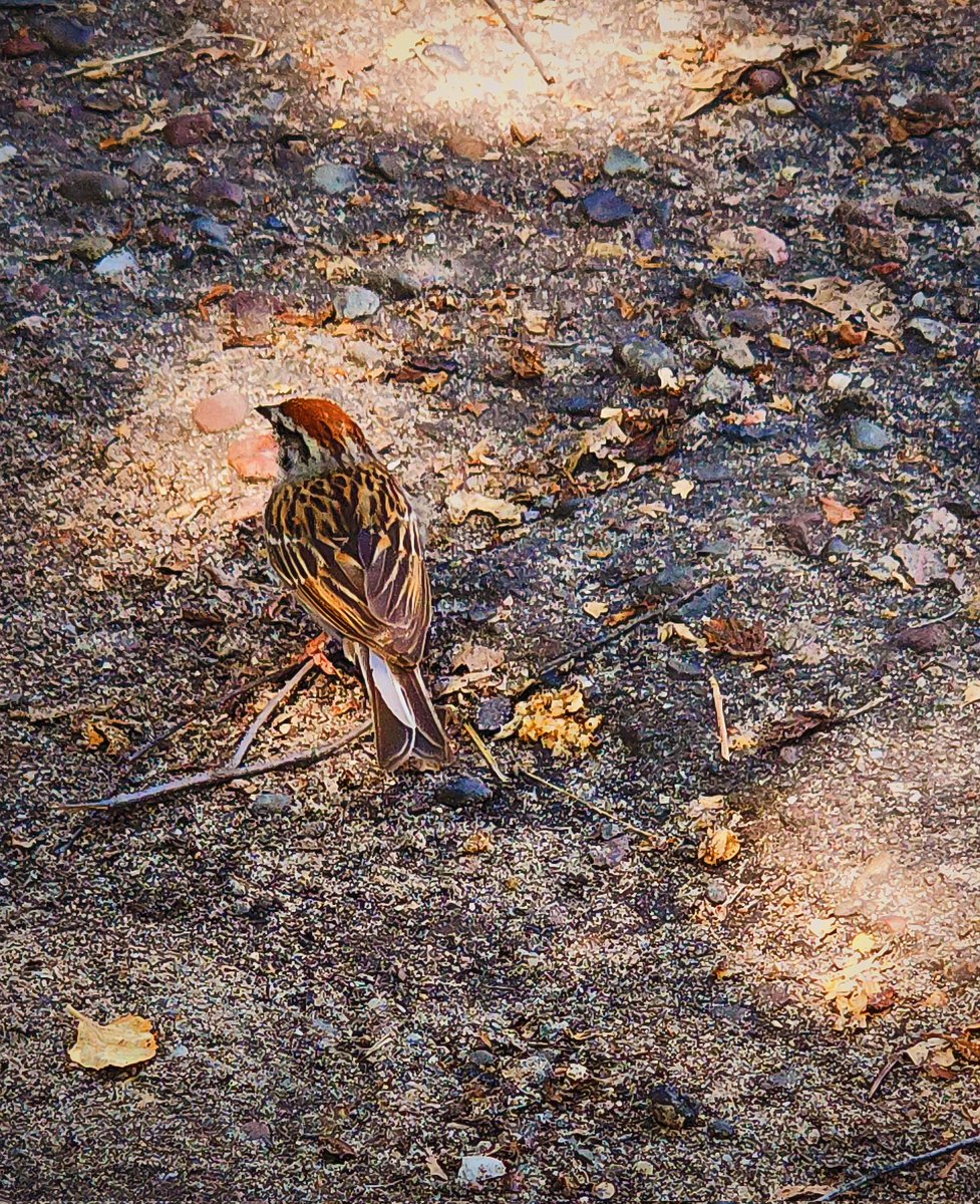 96jazzybear69's tweet photo. Photo: Little Birdie 
#cute #birds #NaturePhotography #nature #photography https://t.co/8xBnrQoz50