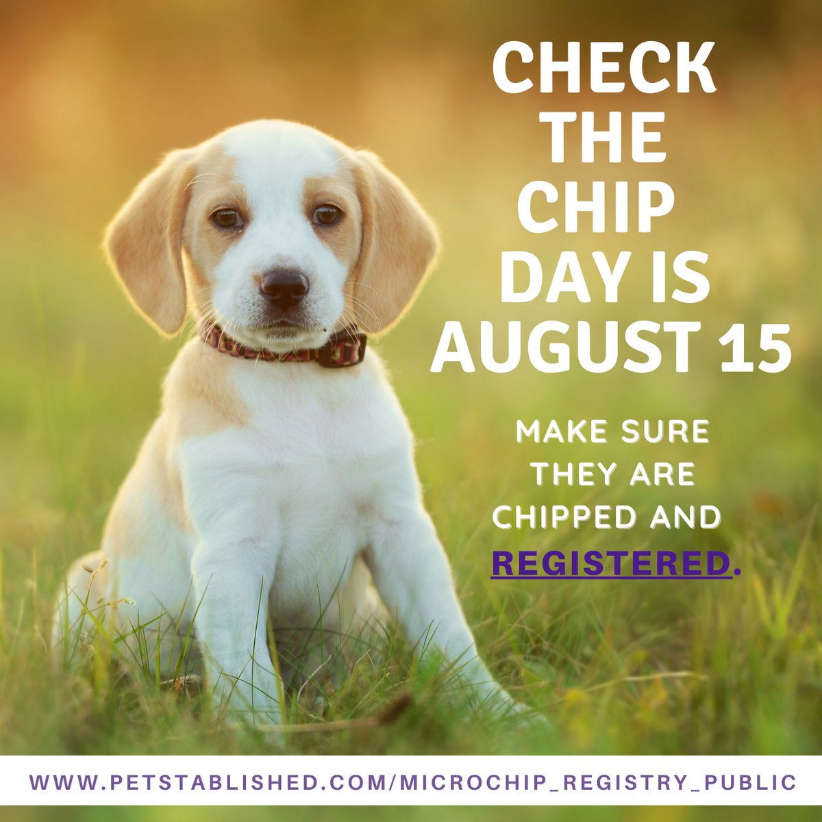 Petstablished's tweet photo. #ChecktheChipDay is coming up on Aug. 15. Have you moved or changed your phone number since your pet was chipped? 
Microchips are only effective IF they are registered and have up-to-date contact info. To learn more please visit https://t.co/nnNRBMTWK9 https://t.co/uacRCjgojL