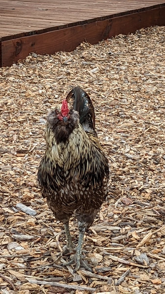 beer_chicago's tweet photo. Why did the chicken cross the road? To get to the blueberry farm at @waypostbeer. https://t.co/6CtdeIVEQR