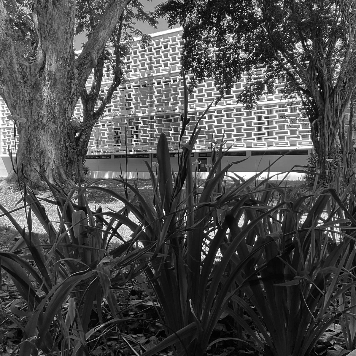 Business Administration and Social Sciences Buildings. University of Puerto Rico. Architect Henry Klumb. Photo Andrea Parga, 2022. Source Research and dissemination project FotoExploratorio #klumb #university #view #visualclues #foto #photo #modernarchitecture #fotoexploratorio