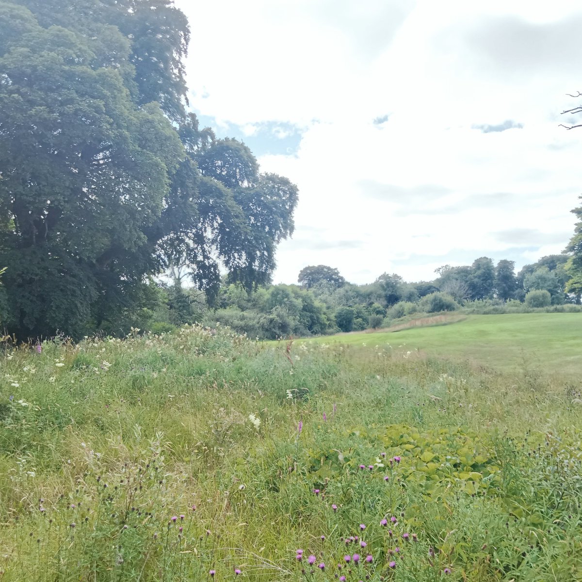 Seán Keane (@seanhort1) on Twitter photo It's knapweed time of year and bumblebees out in force 🐝🐝🐝. Pictures taken at <a href="/BreaffyResort/">Breaffy House Resort</a> It's knapweed time of year and bumblebees out in force 🐝🐝🐝. Pictures taken at <a href="/BreaffyResort/">Breaffy House Resort</a>