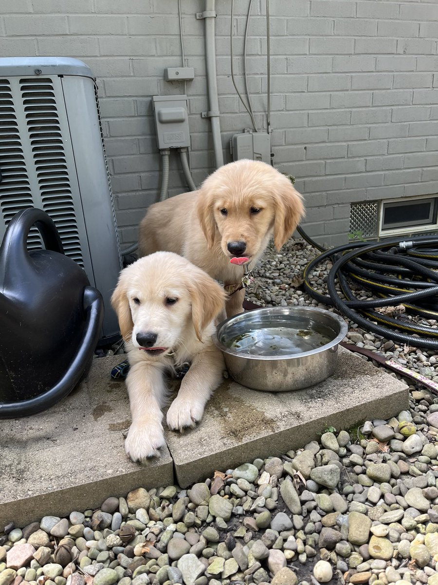 AmyFickers's tweet photo. Squad, GR mom and dad! We have expanded our family…meet Skip and Skylar 🧡 @TheGoldenRatio4 @jenrunswithdogs @IngoBurghardt https://t.co/jhjlmWCFr1
