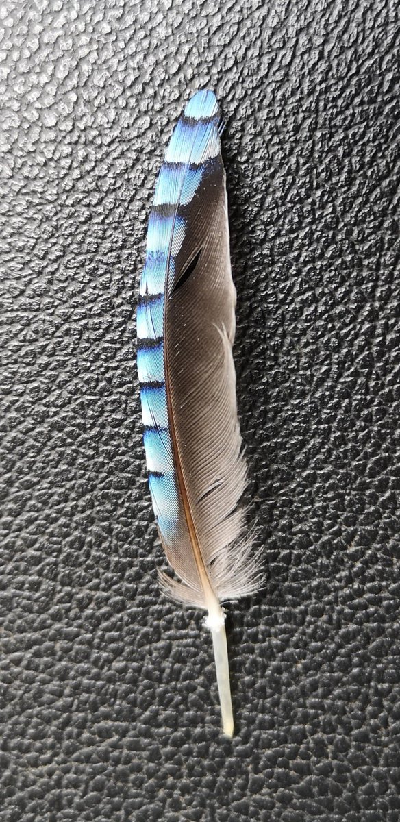 JimRose's tweet photo. @wilderchloee @HMWTBadger @SussexWildlife @WildlifeTrusts @Natures_Voice @Lucy_Lapwing Snap. Fantastic colours. 😊 https://t.co/iAaOSBxLxn