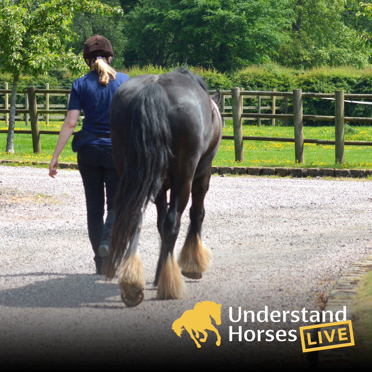 equine_courses's tweet photo. On September 4th at Understand Horses Live at Writtle University College in Essex equine vet Sophie Hill will be holding a practical demonstration looking at how to assess lameness.  

https://t.co/CAf1u0vGsv 

#equinevet #lameness https://t.co/FD7amklkZH