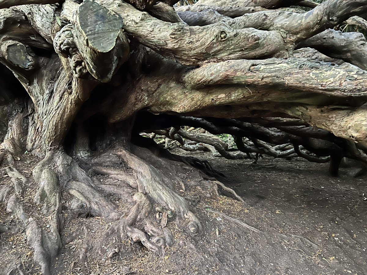 Glyndle's tweet photo. The ancient yews by the ruins of old Crom castle in County Fermanagh are said by some to be 900 years old and amongst the oldest in Northern Ireland. Whether that is true or not, they are magnificent specimens #yewtrees https://t.co/WsYZZC2mTY