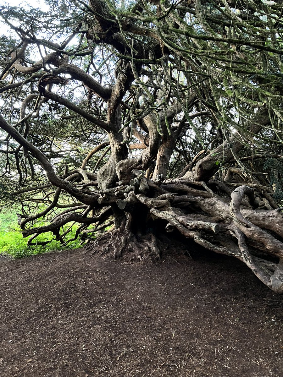Glyndle's tweet photo. The ancient yews by the ruins of old Crom castle in County Fermanagh are said by some to be 900 years old and amongst the oldest in Northern Ireland. Whether that is true or not, they are magnificent specimens #yewtrees https://t.co/WsYZZC2mTY